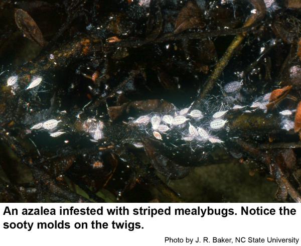Striped mealybugs